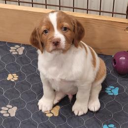 Brittany puppies from Woodland Brittanys