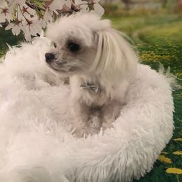Lucky - Maltese