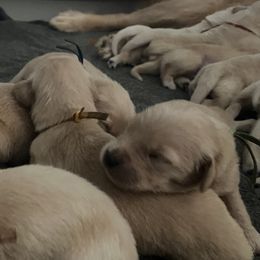 Orange Girl - Golden female Golden Retriever puppy in Amissville, Virginia from Houston’s Golden Haven
