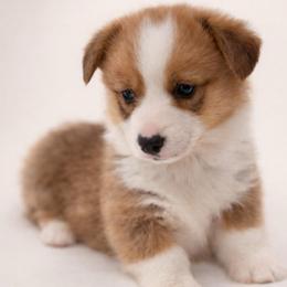 Louie - Red male Pembroke Welsh Corgi puppy in Beggs, Oklahoma from Blue Diamond Corgi’s