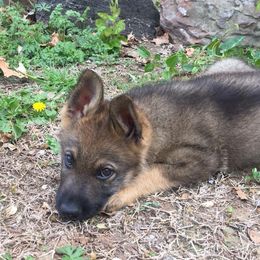 German Shepherd Puppies from Olsen Creek Kennels