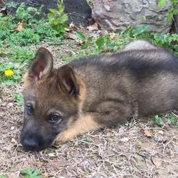 German Shepherd Puppies from Olsen Creek Kennels