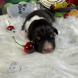Martini - Black tri-color female Australian Shepherd puppy in Fredericksburg, Virginia from Cooper Ridge Aussies