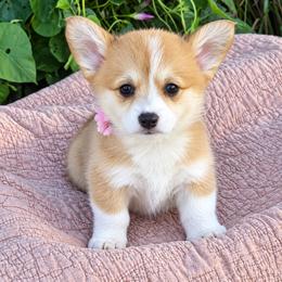 Bailey - Fawn and white female American Corgi puppy in Missouri from Country Legends Aussies & Corgis