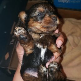 Yorkshire Terrier Puppies from Rocketeer Yorkies