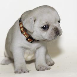 Nova (red) - Cream female Pug puppy in Hereford, Arizona from Broken Road Ranch Pugs