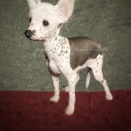 Chihuahua and Chinese Crested Puppies from Western Kentucky Chihuahua’s and Chinese Crested’s