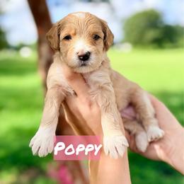 Poppy - Red  female Goldendoodle puppy in Rose Hill, North Carolina from Red Door Canines