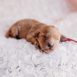 Pink - Apricot female Poodle puppy in Las Vegas, Nevada from Vegas Toy Poodles