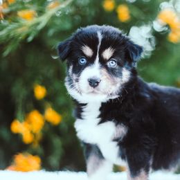 German Shepherd and Sporty Mix Puppies from Savage K9 Kennels