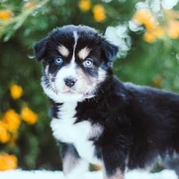 German Shepherd and Sporty Mix Puppies from Savage K9 Kennels