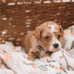 Dark Green Boy - Cream male Cavapoo puppy in Mckinney, Texas from Doodles of North Tx