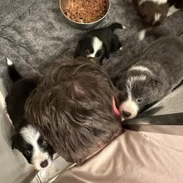 Border Collie Puppies from Athena’s Collies