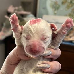 Pink - White female Coton de Tulear puppy in Sun Prairie, Wisconsin from Firebird Show Dogs