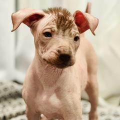 Xoloitzcuintli from Pnw xoloitzcuintli