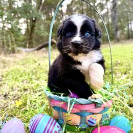 Girl 5 - Black & white female Australian Shepherd puppy in Winnabow, North Carolina from Lazy Dayz Ranch