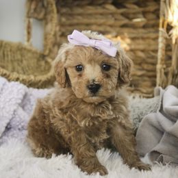 Hazel - Apricot female Poodle puppy in Etna Green, Indiana from Perfect Match Poodles