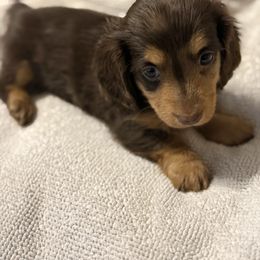 Stella - Dapple female Dachshund puppy in Hardy, Arkansas from Tracy's Dachshunds