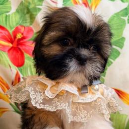 Tommy - Gold and white male Shih Tzu puppy in Hemet, California from Aloha Shih Tzu