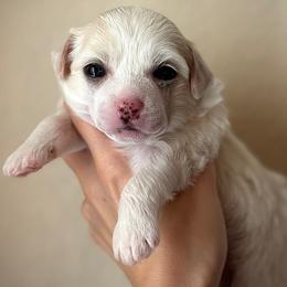 Sweet Cream and White Puff Boy - Cream male Chinese Crested puppy in Tomball, Texas from Gracieux Chinese Cresteds
