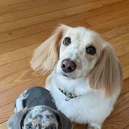 Dachshunds from Angela Pinkerton's Dachshunds