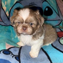 Joey - Lilac male Shih Tzu puppy in Birmingham, Alabama from Lavender Lane Tzus