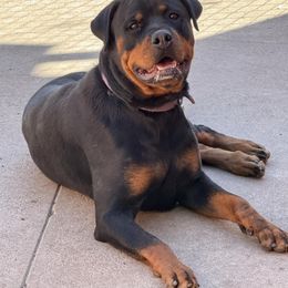 Laran - Rottweiler