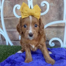Sierra Vista - Red female Cavapoo puppy in Central, Arizona from Desert Valley Doodles