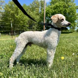Prince - Parti male Poodle puppy in Kentucky from Deerly Poodles