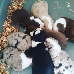 Australian Shepherd Puppies from Johnson Aussies