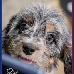 Maddie - Merle female Cockapoo puppy in Connersville, Indiana from Deaz Doodle Ranch