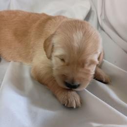Beuford - Golden male Golden Retriever puppy in Fort White, Florida from Triple-s-kennel