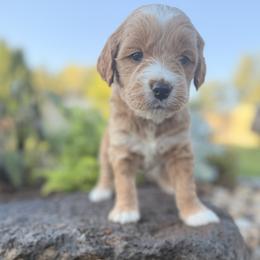Theo - Apricot male Goldendoodle puppy in Twin Falls, Idaho from Magic Valley Family Doodles