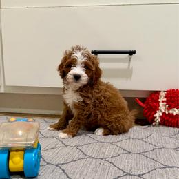Hashbrown - Red male Cavapoo puppy in Beresford, South Dakota from DAKOTA DOOD RANCH