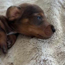 Blue - Sable male Dachshund puppy in Bremen, Georgia from Sapp’s Sweet and Spicy Dachshunds