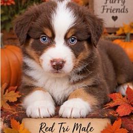 Jack - Red tri-color male Miniature American Shepherd puppy in Plant City, Florida from Osborne & Stormborn FL Kennels