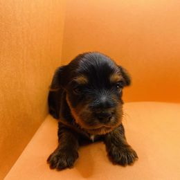 Coco - Black and gold female Yorkshire Terrier puppy in Marion, Indiana from Regal Yorkie