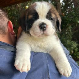 Blue Collar - Brown and white female Saint Bernard puppy in New York from Johnson Farms