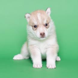 Faraday - Red and white male Siberian Husky puppy in Meadow Vista, California from Thistle Hill Siberians