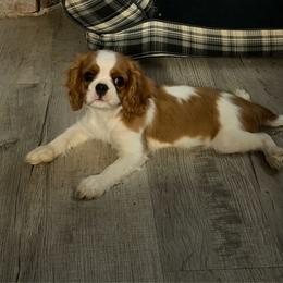 Pup - Blenheim female Cavalier King Charles Spaniel puppy in Roseville, California from Lipscomb Doodles