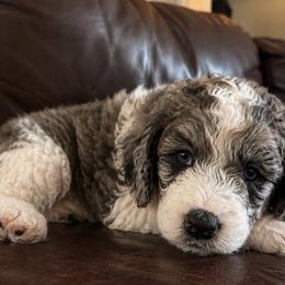 Magenta - Blue merle female Bernedoodle puppy in Surprise, Arizona from Gentle Paw Goldendoodles