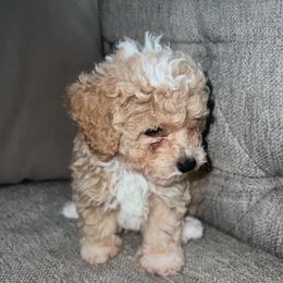 Poodles from Royal Toy Poodles