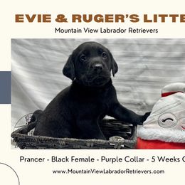 Last Pick Black Female - Black female Labrador Retriever puppy in Grand Gorge, New York from Mountain View Labrador Retrievers