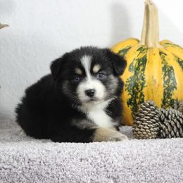 Miniature Australian Shepherd and Toy Australian Shepherd Puppies from Rocky Hill Aussies