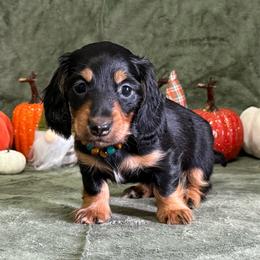 Jett - Black and tan male Dachshund puppy in Lincoln, Arkansas from Red Dirt Dachshunds