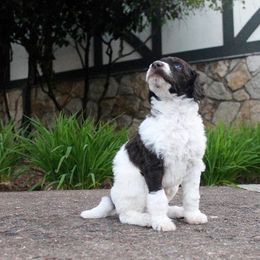 Poodle Puppies from Mount Zion Kennels