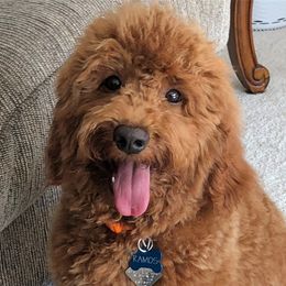 Ramos - Australian Labradoodle