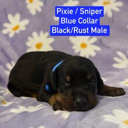Blue Collar - Black and rust male Doberman Pinscher puppy in Lake City, Florida from Paintedcrazy Doberman Pinchers