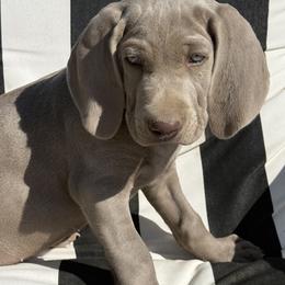 Bolt - Silver gray male Weimaraner puppy in Santa Clarita, California from Kennedy Weimaraners