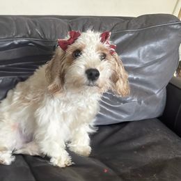 Willow - Cavapoo
